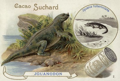 Iguanodon et Iguana Tuberinlata - European School