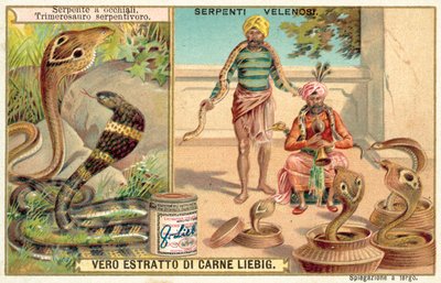Cobra indien et vipère des fosses - European School
