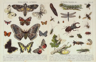 Insectes et autres invertébrés - European School