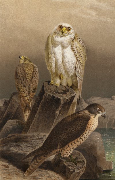 Faucon de chasse - European School