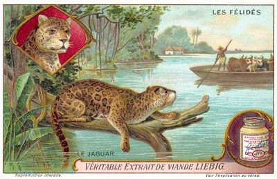 Jaguar (chromolithographie) - European School