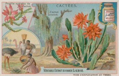 Cactus Joncine - European School