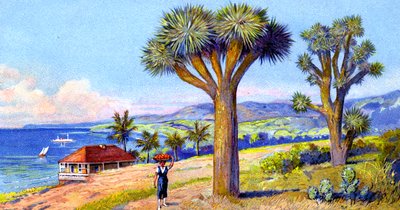 Joshua Trees, Californie - European School