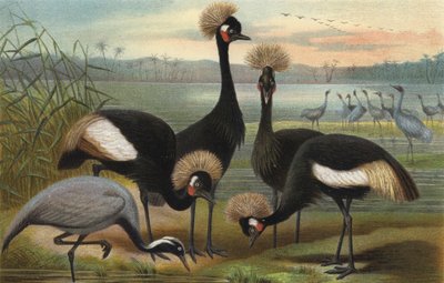 Demoiselles et grues couronnées - European School