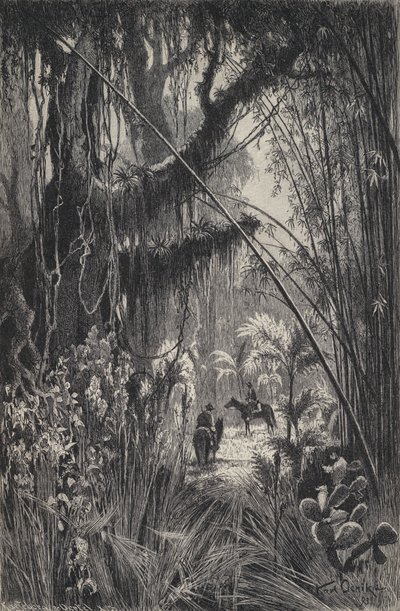 Jungle dans la Cordillère de Salta, nord-ouest de l
