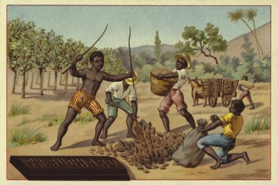 Chargement des cabosses de cacao dans des sacs, Afrique - European School