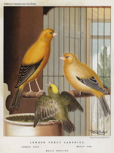 Canaris de Londres, coq jonquille, poule farineuse, oisillon farineux - European School