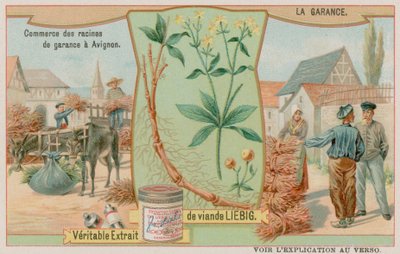 La garance et la vente de la racine - European School