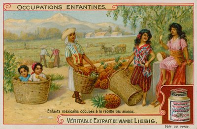 Enfants mexicains récoltant des ananas - European School