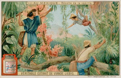 Mexicains récoltant des gousses de vanille - European School