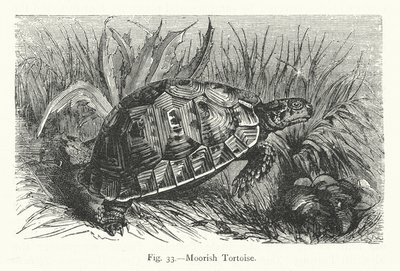 Tortue Maure - European School