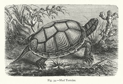 Tortue de boue - European School