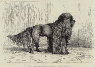 Nero, un caniche à poil cordé allemand, à l