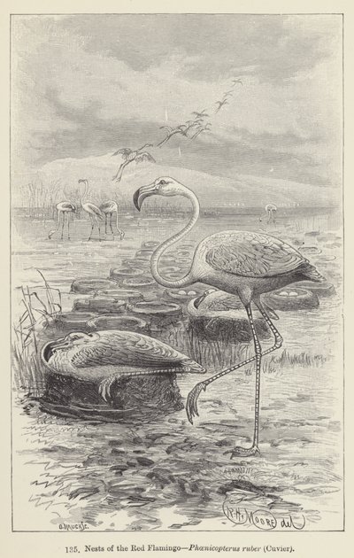 Nids du flamant rose, Phoenicopterus ruber, Cuvier - European School