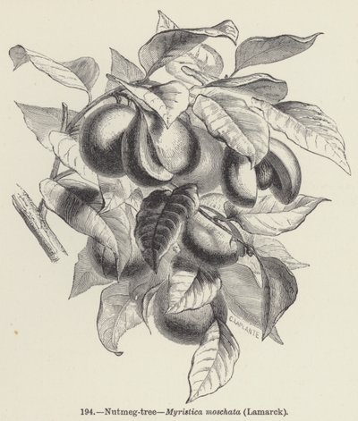 Le muscadier, Myristica moschata, Lamarck - European School