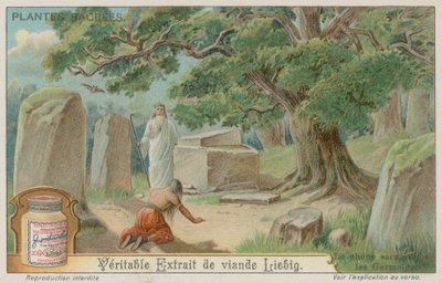 Chêne sacré pour les anciens Allemands - European School