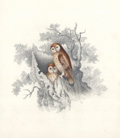 Chouettes perchées sur le tronc creux d