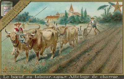 Bœufs tirant une charrue - European School