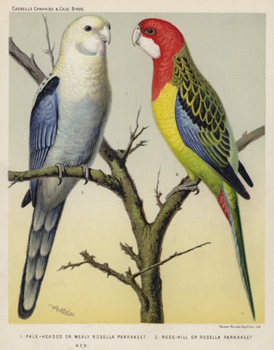 Perruche rosella à tête pâle ou farineuse, Perruche rosella de Rose-Hill, Poule (lithographie en couleur) - European School
