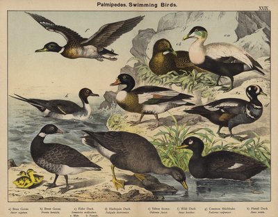 Palmipèdes, Oiseaux nageurs - European School
