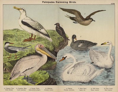 Palmipèdes, oiseaux nageurs - European School