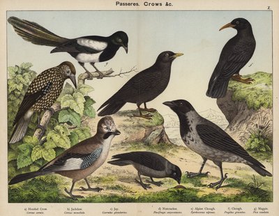Passereaux, Corbeaux (lithographie en couleur) - European School