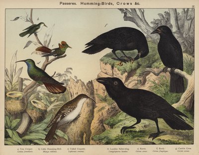 Passereaux, Colibris, Corbeaux - European School