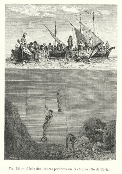 Pêche des huîtres perlières sur la côte de l