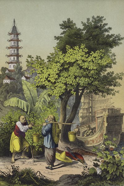 Peuples et plantes de Chine - European School