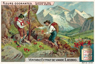 Cueillette de dianthus alpins - European School