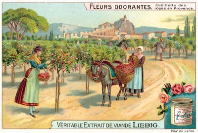 Cueillette des roses en Provence - European School