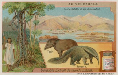 Puerto Cabello et son Fort avec un Tapir et un Fourmilier - European School