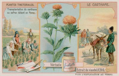 Le carthame et son transport depuis la Perse - European School