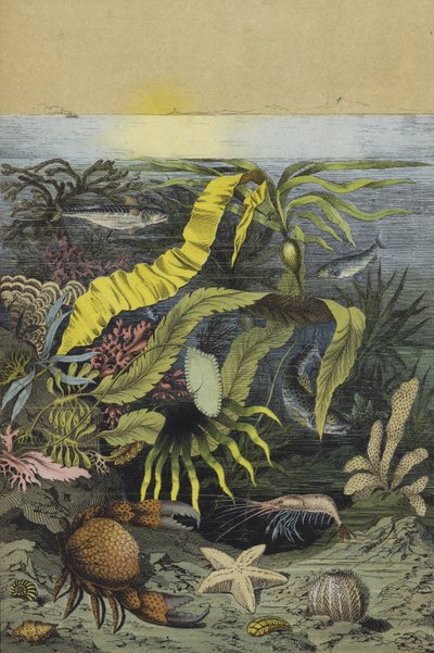 Vie marine de la mer du Nord (lithographie en couleur) - European School
