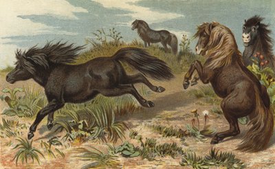Poney Shetland - European School