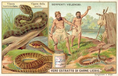 Vipère à queue courte et serpent de la mort commun - European School