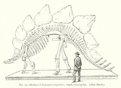Squelette de Stegosaurus ungulatus - European School