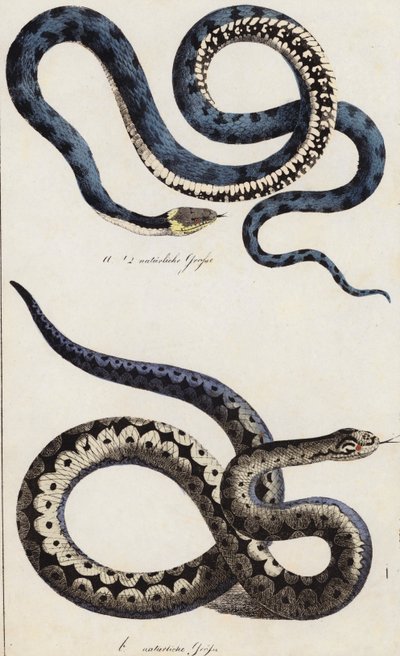 Serpents (lithographie couleur) - European School