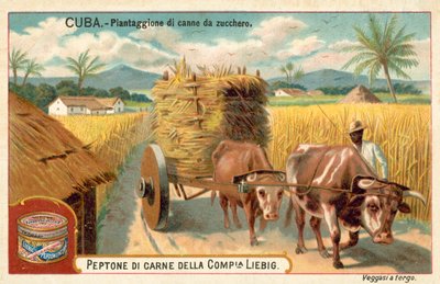 Plantation de canne à sucre, Cuba (chromolithographie) - European School