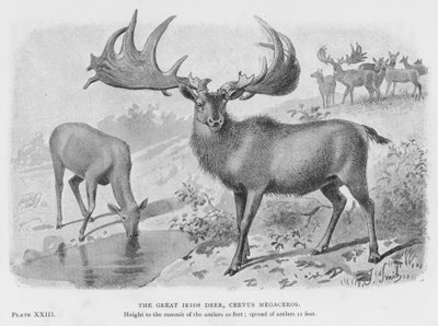 Le grand cerf irlandais, Cervus Megaceros - European School