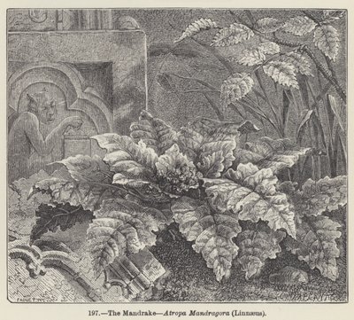La Mandragore, Atropa Mandragora, Linné - European School