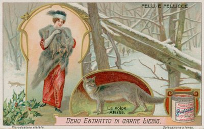 Le renard arctique - European School