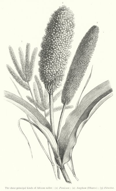 Les trois principaux types de millet africain (gravure) - European School