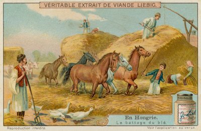 Battage de la récolte de blé - European School
