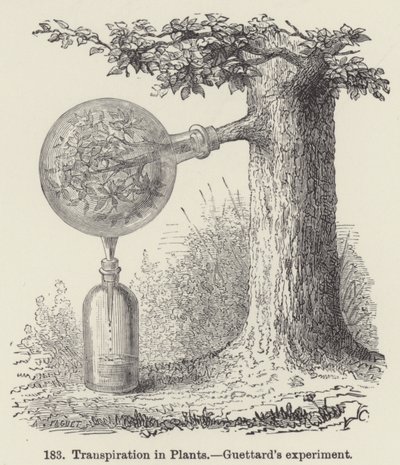 Transpiration des plantes, expérience de Guettard - European School