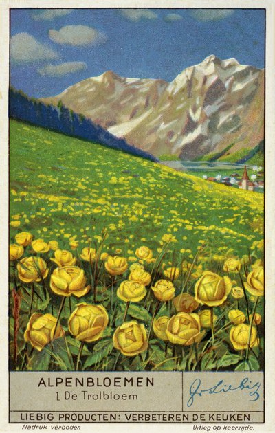 Trollius (chromolitho) (globeflower) - European School