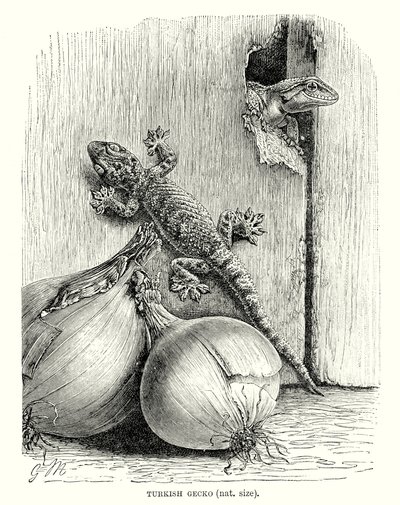 Gecko turc (gravure) - European School