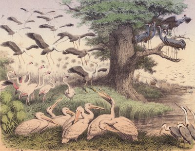 Divers oiseaux africains - European School