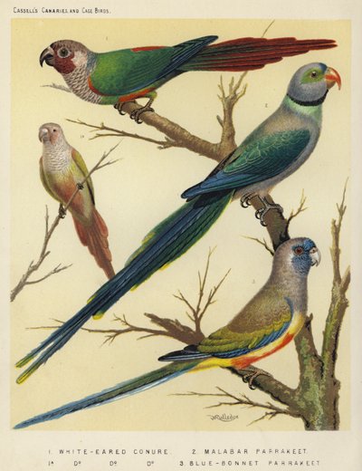Conure à oreilles blanches, Perruche de Malabar, Perruche Blue-Bonnet - European School