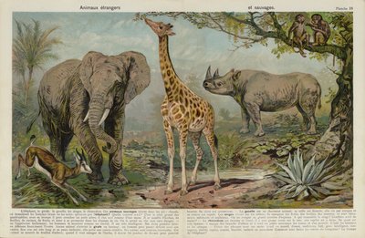 Animaux sauvages - European School
